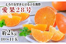 愛果28号10～11玉 約2kg 愛媛県・中島 松山市 ｜愛媛県産 みかん 蜜柑 柑橘 オレンジ フルーツ 果物 愛果28号 新鮮 愛媛県 松山市