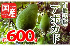 【家庭用】国産有機栽培アボカド 約600g 2 ~ 4 個 ＜11月中旬～発送予定＞ サラダ 料理 果物 ヘルシー アボガド ダイエット ミネラル 森のバター ヴィ－ガン 栄養 国産 愛媛 松山