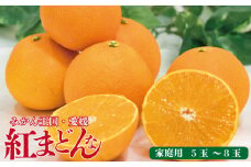 【先行予約】【2025年11月下旬以降順次発送】数量限定 紅まどんな 家庭用 オリジナル箱 〇等級 5玉∼8玉 ベニマドンナ べにまどんな 愛媛県 松山市