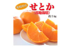 【2026年2月から発送】愛媛県産せとか（露地）約5kg  秀品 2L～M サイズ【高島屋選定品】 フルーツ 果物 みかん オレンジ 柑橘 せとか 愛媛県 松山市 