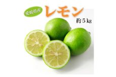 【2025年12月から発送】愛媛県産レモン約5kg  秀 L～M サイズ（約35～43 個）【高島屋選定品】フルーツ 果物 レモン 柑橘 レモネード レモンシロップ 大容量