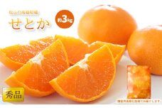 【2月中旬から発送】 せとか ＜ 秀品 ＞ 約3kg 贈答用高級化粧箱入り | みかん せとか 柑橘 みかん 3kg 化粧箱入りみかん 贈答みかん おすすめ  秀品みかん せとか 松山市産せとか 柑橘みかん 愛媛県産みかん おすすめのせとか 贈答用せとか 贈答用みかん Ｋｏｋｏ’ｏのみかん 柑橘 みかん せとか ミカン セトカ おすすめみかん 松山市産みかん 秀品みかん 人気のみかん 