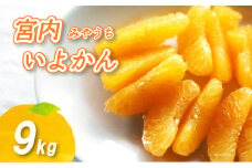 【2026年1月上旬から順次発送】 宮内いよかん 9kg