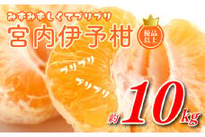 【2025年1月発送】宮内伊予柑 L～2L 優品以上 10kg 興居島 宮内 いよかん 愛媛 柑橘 伊予柑 イヨカン みかん くだもの ミカン フルーツ 数量限定 産地直送 国産 柑橘 松山