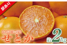 訳あり せとか 約2㎏  愛媛みかん 家庭用 せとか セトカ みかん ミカン 蜜柑 mikan 高級柑橘 果物 くだもの フルーツ デザート 果実 青果 国産 産地直送 愛媛県 松山市