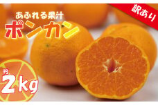 訳あり みかん 家庭用 ポンカン 約2㎏ ( 訳あり みかん 訳あり柑橘 訳あり商品 ポンカン ぽんかん みかん 柑橘 松山 愛媛県 )