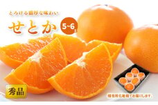 【2月中旬から発送】 せとか ＜秀品＞(2L-3L / 5-6玉）贈答用化粧箱入り | みかん せとか 秀品 愛媛県 松山市 おすすめ 松山市産せとか 柑橘の大トロ「せとか」 柑橘 みかん ミカン せとか 優品せとか ふるさと納税せとか みかん 柑橘 化粧箱入りせとか 贈答用柑橘 ギフト用みかん プレゼント用せとか 秀品せとか