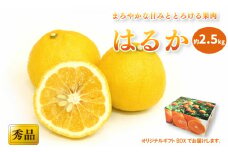 【先行予約】【2026年2月中旬から発送予定】はるか ＜秀品＞約2.5kg (M-Lサイズ) ギフトBOX入り | みかん ミカン mikan 果物 フルーツ 柑橘 果実 先行予約 はるか 秀品  贈答箱 ココオ Koko'o 愛媛県 松山市