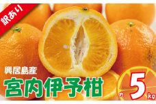 訳あり 宮内伊予柑 興居島産 約5kg ( 訳あり みかん 訳あり柑橘 訳あり商品 伊予柑 いよかん みかん 宮内いよかん 興居島産 柑橘 3月発送 松山 愛媛県 )