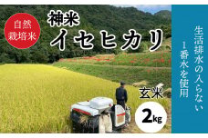 【2024年9月中旬から発送 】新米 玄米 自然栽培米 "神米" イセヒカリ 2キロ  |  米 イセヒカリ 無農薬 愛媛県 松山市 米 玄米 