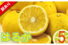 訳あり みかん 家庭用 はるか 約5kg ( 訳あり みかん 訳あり柑橘 訳あり商品 はるか みかん 柑橘 松山 愛媛県 )