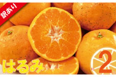 訳あり みかん 家庭用 はるみ 約2kg ( 訳あり みかん 訳あり柑橘 訳あり商品 はるみ みかん 柑橘 松山 愛媛県 )