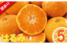 訳あり みかん 家庭用 はるみ 約5kg ( 訳あり みかん 訳あり柑橘 訳あり商品 はるみ みかん 柑橘 松山 愛媛県 )