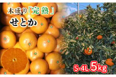 【3月から発送】 訳あり 中島育ち！ 家庭用 木成り完熟のせとか Sから4L サイズ  5kg | 数量限定 果物 フルーツ 高級 みかん 蜜柑 愛媛 松山 柑橘 小玉 甘い おすすめ 愛媛 松山