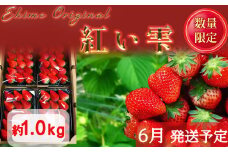 【6月発送】愛媛県オリジナル品種 紅い雫 1.0kg いちご 苺   |イチゴ 香り 苺 完熟 フルーツ 果物 朝食  愛媛県 松山市