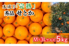 【3月から発送】 秀品 中島育ち！ 木成り完熟のせとか 5kg Mから3Lサイズ | 数量限定 果物 フルーツ 高級 みかん 蜜柑 愛媛 松山 柑橘  甘い おすすめ 愛媛 松山