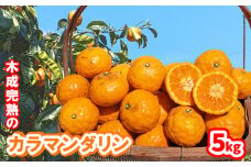 【5月から発送】 春 みかん カラマンダリン 家庭用 5kg｜みかん 蜜柑 旬 わけあり 訳あり 甘い 柑橘 果物 フルーツ 糖度 愛媛 松山