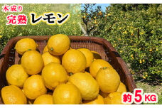 木成り完熟 レモン 家庭用 5kg｜訳あり 檸檬 旬 わけあり 訳あり 甘い 柑橘 果物 フルーツ 糖度 愛媛 松山