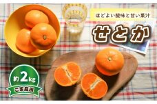 【先行予約】みかん 【2026年3月中旬発送予定】 せとか (家庭用) 約2kg | 予約販売 みかん 柑橘 せとか 早期予約 蜜柑 みかん 愛媛県 松山市