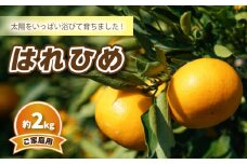 【先行予約】みかん 【2025年12月中旬発送予定】はれひめ (家庭用) 約2kg | 予約販売 みかん 柑橘 はれひめ 早期予約 蜜柑 みかん 愛媛県 松山市