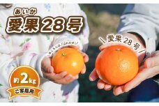 【先行予約】みかん 【2025年12月中旬発送予定】 愛果28号 (家庭用) 約2kg | 予約販売 みかん 柑橘 あいか 早期予約 蜜柑 みかん 愛媛県 松山市