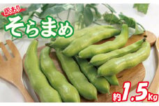 【期間限定】 訳あり そら豆 約1.5kg | 訳あり 野菜 ソラマメ そらまめ 旬の野菜 スープ 煮物 愛媛県 松山市