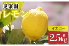 【先行予約】 【イエローレモン】 【 2026年1月上旬から発送】  約2.5kg 防腐剤 ワックス 不使用｜ 訳あり レモン 檸檬 完熟 柑橘 酸味 国産 愛媛県産 訳あり 新鮮 愛媛 松山 