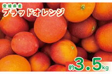 【愛媛県産】 ブラッドオレンジ (モロ) 約3.5kg ＜3月中旬～発送予定＞ 柑橘 みかん 果物 くだもの フルーツ おすすめ 人気 お取り寄せ グルメ ギフト 期間限定 数量限定 ご当地 愛媛県 松山市 たかぎ果樹園