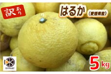【1月中旬から発送予定】はるか 5キロ（ 訳あり ）|  はるか みかん 訳あり 柑橘  みかん 訳あり 柑橘  みかん 訳あり 柑橘 5kg 愛媛県 松山市