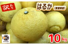 【1月中旬から発送予定】はるか 10キロ（ 訳あり ）|  はるか みかん 訳あり 柑橘  みかん 訳あり 柑橘  みかん 訳あり 柑橘 10kg 愛媛県 松山市