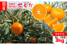 【 先行受付 】3月上旬～発送予定 訳あり 家庭用 せとか 約3kg | みかん 蜜柑 柑橘 果物 くだもの フルーツ 甘い おすすめ 高級 人気 お取り寄せ グルメ ギフト 期間限定 数量限定 ご当地 愛媛 松山