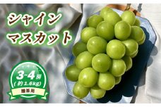 【7月下旬頃から発送】 シャインマスカット 約1.6kg ( 3~4房 ) 数量選択可 < 贈答用 > | ぶどう シャインマスカット 贈答 皮ごと 種なし 数量限定 愛媛県産 松山市 