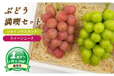 【8月下旬頃から発送】シャインマスカット ＋ クイーンニーナ 各1房 ( 計 2房/ 約 1.1kg )  < 贈答用 > | ぶどう シャインマスカット クイーンニーナ 贈答 皮ごと 種なし 大粒 数量限定 愛媛県産 松山市 