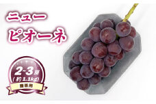【8月下旬頃から発送】 ニューピオーネ 約1.1kg ( 2~3房 )  < 贈答用 > | ぶどう ニューピオーネ 贈答 種なし 大粒 数量限定 愛媛県産 松山市 