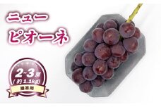 【8月下旬頃から発送】 ニューピオーネ 約1.1kg ( 2~3房 )  < 贈答用 > | ぶどう ニューピオーネ 贈答 種なし 大粒 数量限定 愛媛県産 松山市 