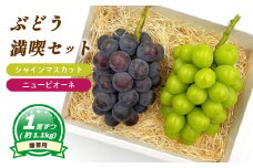 【8月下旬頃から発送】 シャインマスカット + ニューピオーネ  各1房 ( 計 2房/ 約 1.1kg )  < 贈答用 > | ぶどう シャインマスカット ニューピオーネ 贈答 皮ごと 種なし 大粒 数量限定 愛媛県産 松山市 