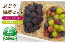 【8月下旬頃から発送】 ニューピオーネ 約550g ( 大1房 ) + 彩り葡萄パック 約270g ( 2パック ) | ぶどう ニューピオーネ 種なし セット バラ粒 大粒 数量限定 愛媛県産 松山市 