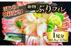 【2025年7月上旬から発送】活じめ！神経抜き！（新物）ぶりフィレ1尾分（約1.6～2.0㎏）| 鮮魚 刺身 お刺身 お刺し身 魚介 海の幸 冷蔵 ブリ 鰤 ぶり 愛媛県 松山市