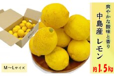 【11月上旬より発送】中島産 レモン M から L サイズ 約1.5kg  | （先行予約 檸檬 レモン 国産 柑橘 レモンジャム レモンサワー ピール 中島 愛媛 松山 ） 