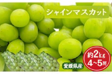 【9月上旬から発送】 シャインマスカット 家庭用 約 2kg 4房 から 5房 | 先行予約 数量限定 期間限定 果物 フルーツ ぶどう ブドウ 愛媛 松山