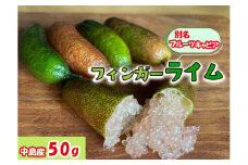 【2025年10月から発送予定】フィンガーライム 50g 愛媛県 中島産| ライム 酸味 さっぱり 添え物 料理 チューハイ アルコール 炭酸 飲み物 飲料 産地直送 国産 愛媛 松山