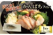 活じめ！神経抜き！かんぱちフィレ1尾分（約1.8～2.6㎏）| 鮮魚 刺身 お刺身 お刺し身 魚介 海の幸 冷蔵 かんぱち カンパチ 勘八 愛媛県 松山市