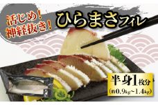 活じめ！神経抜き！ひらまさフィレ半身1枚（約0.9～1.3㎏） | 鮮魚 刺身 お刺身 お刺し身 魚介 海の幸 冷蔵 ひらまさ ヒラマサ 愛媛県 松山市