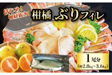 【2024年10月上旬から発送】柑橘ぶりフィレ1尾分（約2.8～3.6㎏）| 鮮魚 刺身 お刺身 お刺し身 魚介 海の幸 冷蔵 ブリ 鰤 ぶり 愛媛県 松山市