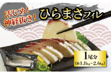 活じめ！神経抜き！ひらまさフィレ1尾分（約1.8～2.6㎏） | 鮮魚 刺身 お刺身 お刺し身 魚介 海の幸 冷蔵 ひらまさ ヒラマサ 愛媛県 松山市