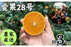 【先行予約(2025年11月下旬から発送)】 数量限定 愛果28号（紅まどんなと同品種） 約3kg 愛媛 あいか 柑橘 あいか えひめ あいか くだもの あいか 松山 あいか みかん あいか 北条 あいか フルーツ あいか