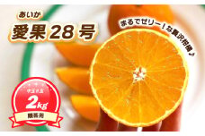 【12月上旬～1月初旬頃発送予定】 贈答用 愛果28号 2kg 中玉8玉入り | あいか ご家庭用 みかん 数量限定 みかん 愛媛県産 みかん 愛果28号 松山市 みかん 愛果28号 みかん 蜜柑 愛果28号 ミカン みかん 旬 愛果28号