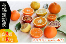 【12月から発送】柑橘定期便  2kg × 4回 計8kg  品種おまかせ