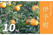 【先行予約】伊予柑 10kg いよかん 愛媛産 愛媛県産 国産 愛媛みかん 愛媛蜜柑 愛媛ミカン みかん ミカン mikan 蜜柑 柑橘 フルーツ 果物 くだもの 高級 お取り寄せ 産地直送 数量限定 人気 おすすめ 愛媛県 松山市 送料無料 
