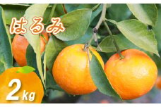 【1月下旬より発送】低農薬栽培はるみ 2kg | 数量選択可 はるみ みかん ミカン 蜜柑 柑橘 数量限定 愛媛県産 松山市 中島 低農薬 愛媛県 